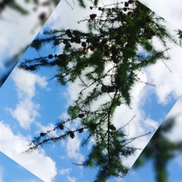 Шишки 写真素材