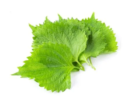 Shiso leaf on white background. full depth of field Stock Photos