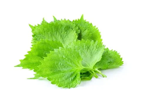 Shiso leaf on white background. full depth of field Stock Photos
