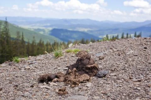 Shit against the backdrop of the mountains Stock Photos