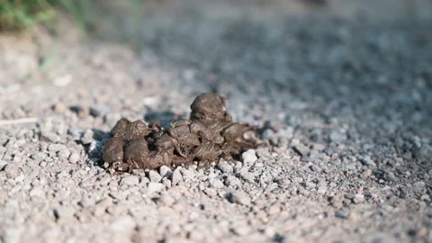 Shit pile on a dirt road Stock Footage 141468883