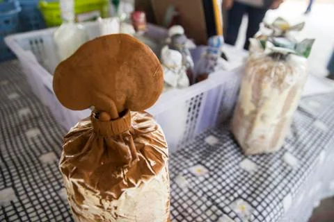 Shitake mushroom Stock Photos