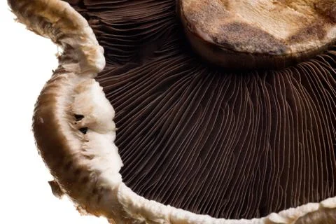 Shitake mushroom Stock Photos