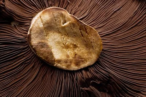 Shitake mushroom Stock Photos