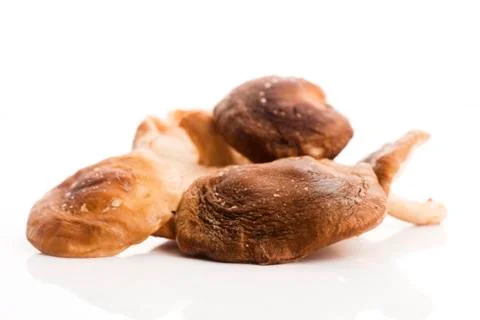 Shitake Mushroom on White Background Stock Photos