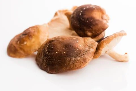 Shitake Mushroom on White Background Stock Photos