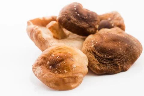 Shitake Mushroom on White Background Stock Photos