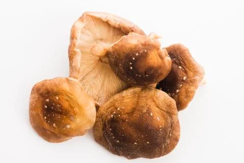Shitake Mushroom on White Background Stock Photos