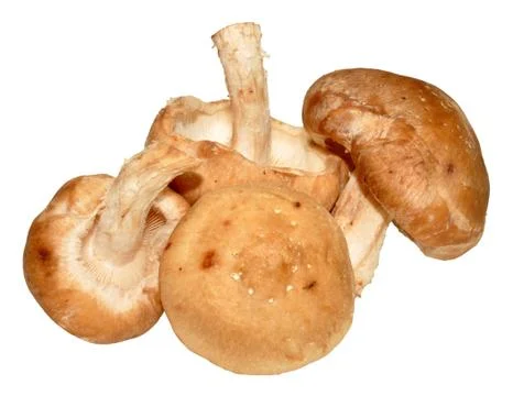Shitake Mushrooms Stock Photos