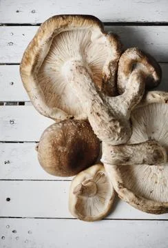 Shitake Stock-Fotos