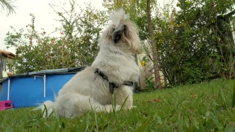 Shitzu dog on grass Stock Footage 168389259