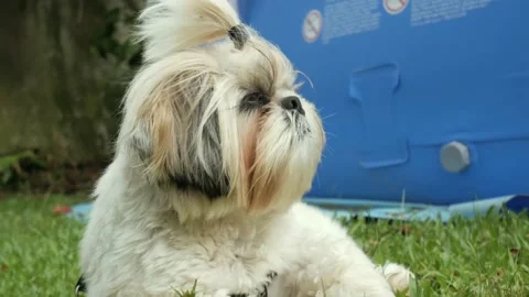 Shitzu dog on the wind Stock Footage 168353514