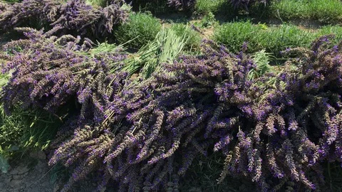 Shivery on wind lavender bunches with bees during harvest on farm Stock Footage 93138090