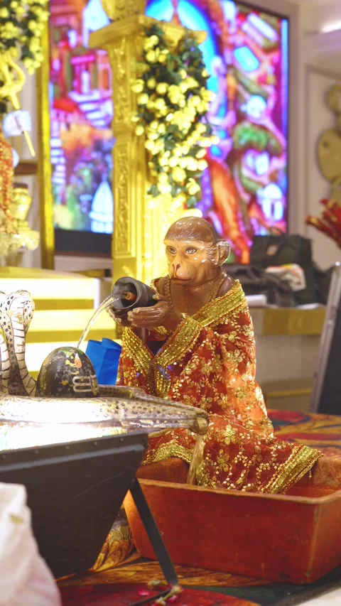 Shivling with Monkey Offering Water Ritual Stock Footage 317289676