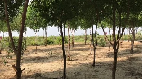 SHIVRAJPUR BEACH TREES Stock Footage 168800525