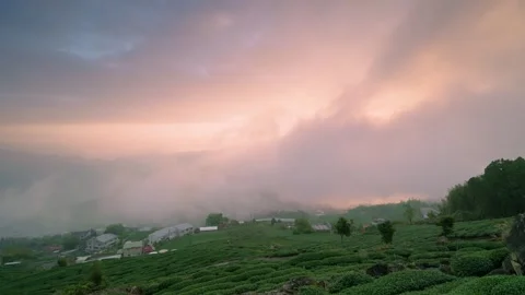 Shizhao Tea Plantation at Sunset with Cloud Sea in Alishan, Taiwan Stock Footage 327466956