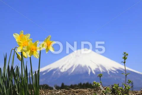 Shizuoka Prefecture, Japan Stock Photos