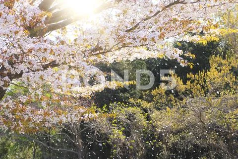 Shizuoka Prefecture, Japan Stock Photos