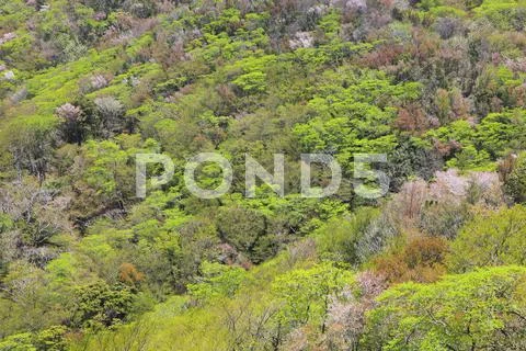 Shizuoka Prefecture, Japan Stock Photos