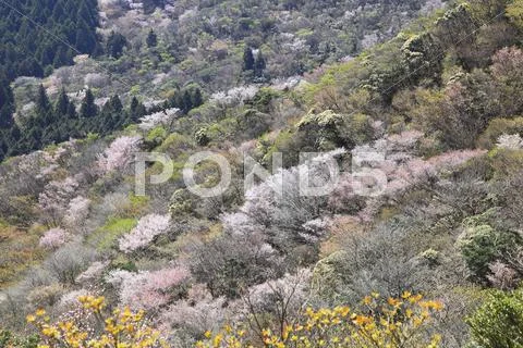 Shizuoka Prefecture, Japan Stock Photos