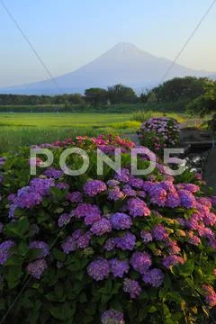 Shizuoka Prefecture, Japan Stock Photos