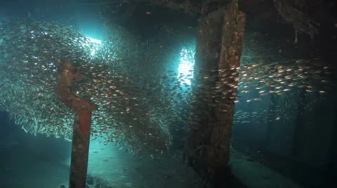 Shoal of Bait fish inside the ship wreck 動画素材 22696039