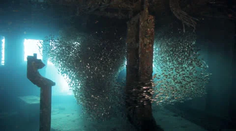 Shoal of Bait fish inside the ship wreck 動画素材 22696115