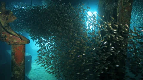 Shoal of Bait fish inside the ship wreck Stock Footage 22696249
