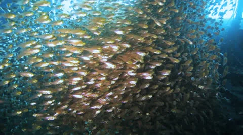 Shoal of Bait fish inside the ship wreck Stock Footage 22696483