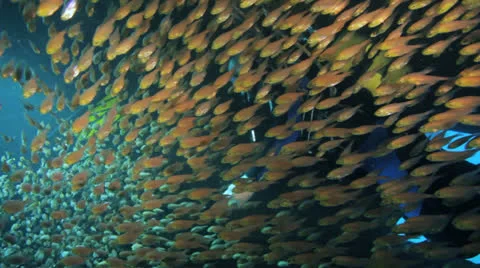 Shoal of Bait fish inside the ship wreck 動画素材 22696619