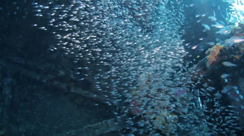 Shoal of Bait fish inside the ship wreck 動画素材 22697700