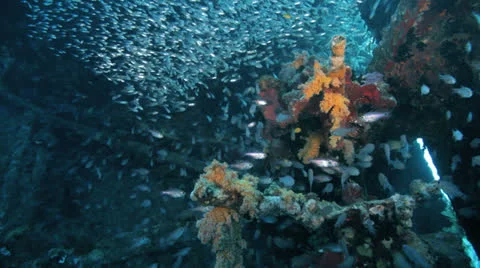 Shoal of Bait fish inside the ship wreck 動画素材 22697976