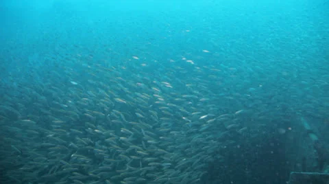 Shoal of Bait fish inside the ship wreck Stock Footage 22700343