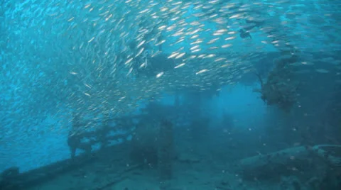 Shoal of Bait fish inside the ship wreck Stock Footage 22700523