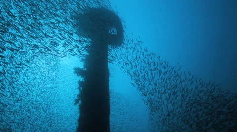 Shoal of Bait fish inside the ship wreck Stock Footage 22700919