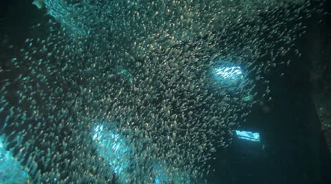 Shoal of Bait fish inside the ship wreck Stock Footage 22705523
