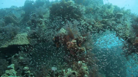 Shoal of Bait fish inside the ship wreck Stock Footage 22705565