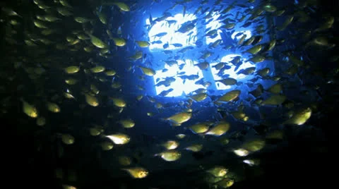 Shoal of Bait fish inside the ship wreck Stock Footage 22705608