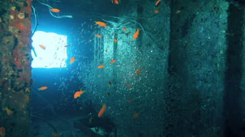 Shoal of Bait fish inside the ship wreck Stock Footage 22705643