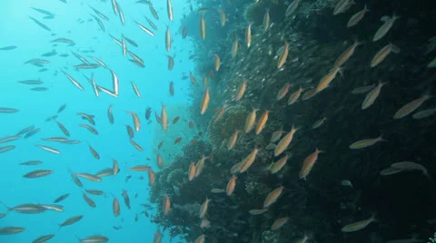 Shoal of bait fish at the reef Stock Footage 22724534