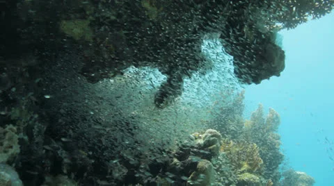 Shoal of bait fish under neath the table coral Stock Footage 22707939