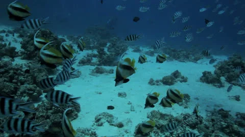 Shoal of banner fish Stock Footage 22705801