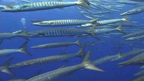 Shoal Of Barracuda, Close Up Stock Footage 300766226