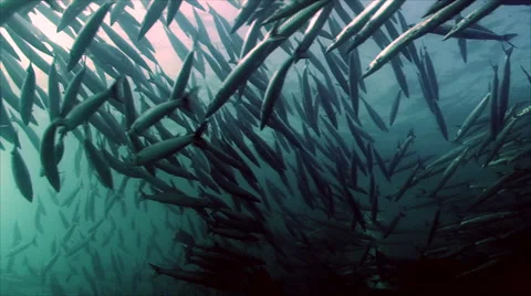 Shoal of barracudas Stock Footage 42890651