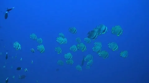Shoal of batfish Stock Footage 42337127