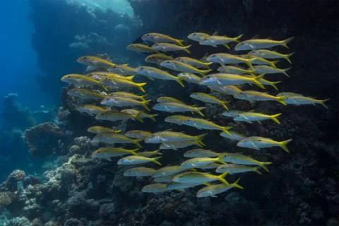 Shoal behaviour Stock Photos