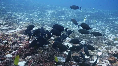 Shoal of Black Fish Stock Footage 126098257