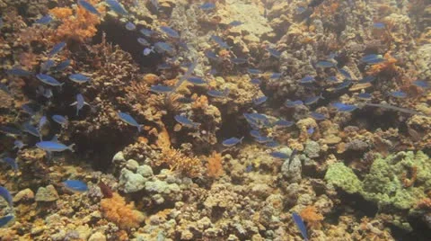 Shoal of blue fish at the reef Stock Footage 22642906