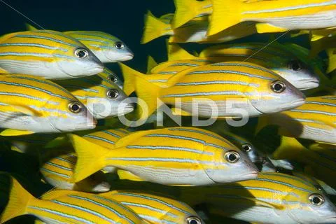 A shoal of bluestripe snapper in the Maldives Stock Photos