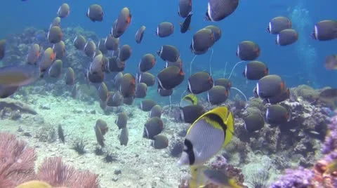 Shoal of Butterfly Fish Stock Footage 22307510